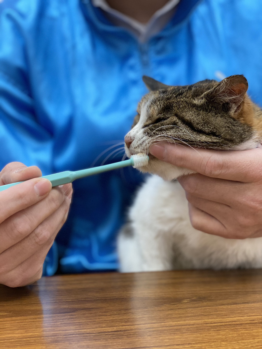 無料オンラインセミナー 歯磨きが苦手な猫のための口腔ケア 開催 2月18日19時 動物のリアルを伝えるwebメディア Reanimal 無料オンラインセミナー 歯磨きが苦手な猫のための口腔ケア 開催 2月18日19時 動物のリアルを伝えるwebメディア Reanimal