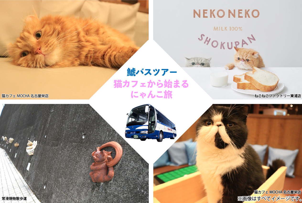鯱バス、猫好きのための新たなバスツアー“にゃんこ旅”を発売…2月22日