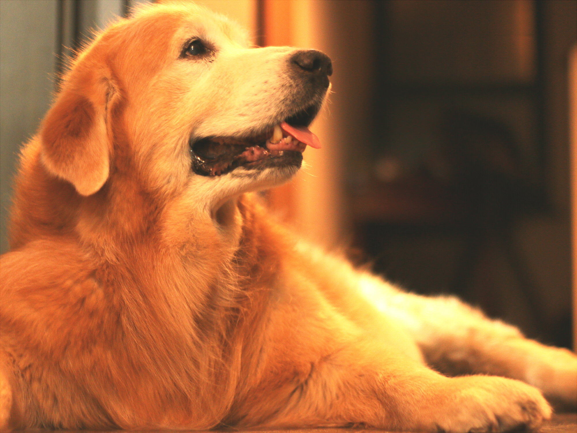 老いていく愛犬が教えてくれたこと 13歳で天寿を全う 大切なのは変化を恐れない過ごし方 後編 動物のリアルを伝えるwebメディア Reanimal