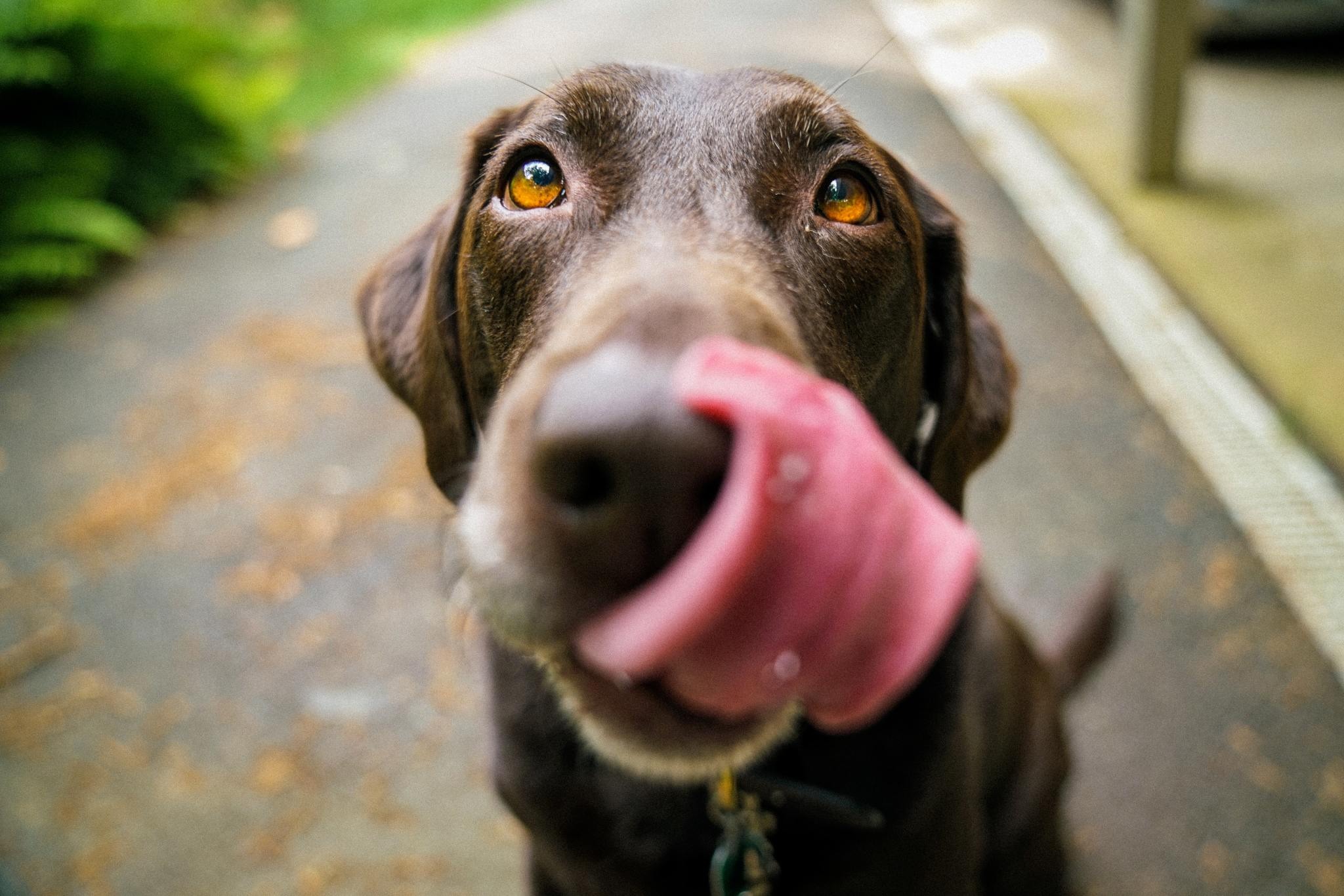 犬にあげてもよい果物 栄養や水分が豊富 種やアレルギーには注意して 動物のリアルを伝えるwebメディア Reanimal