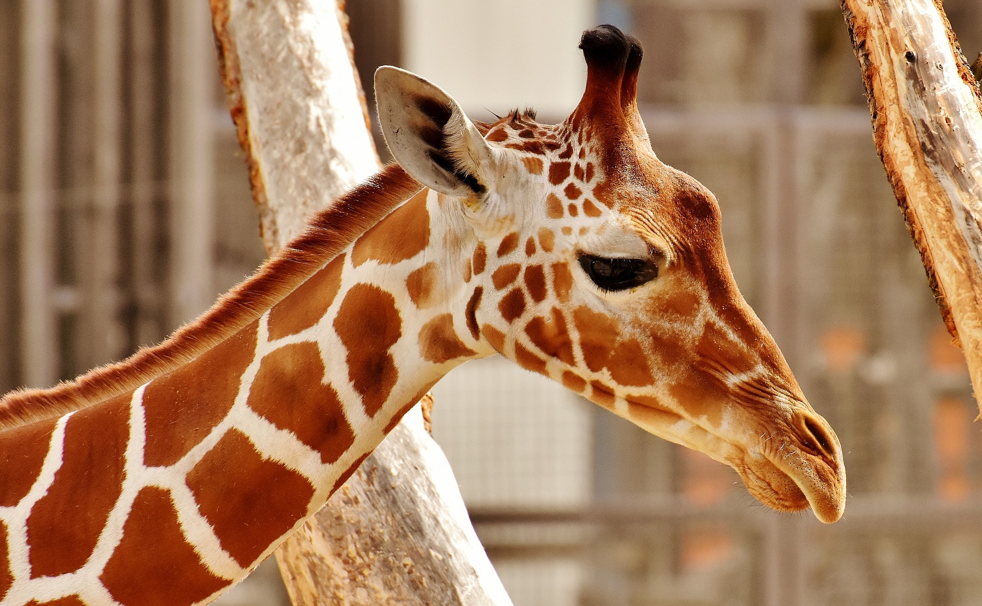 新型コロナ対策で動物園の臨時休園は4月も延長 Snsで配信続ける まとめ 動物のリアルを伝えるwebメディア Reanimal
