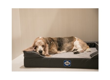 ペットリラクゼーションハウス「シェラトンドッグ」全室にSealy製の