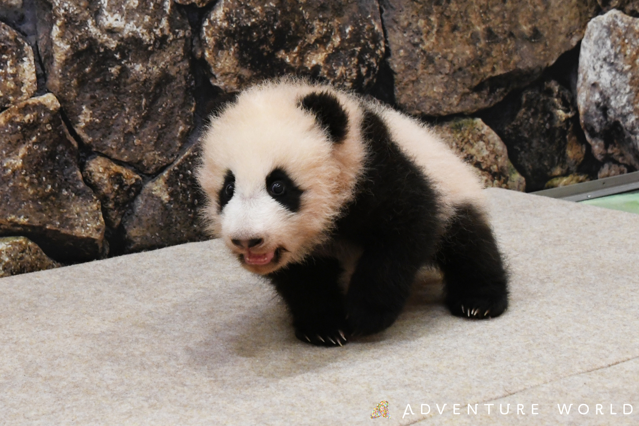 アドベンチャーワールド パンダの赤ちゃん命名セレモニー にて赤ちゃんの名前を発表 3月18日ライブ配信も 動物のリアルを伝えるwebメディア Reanimal