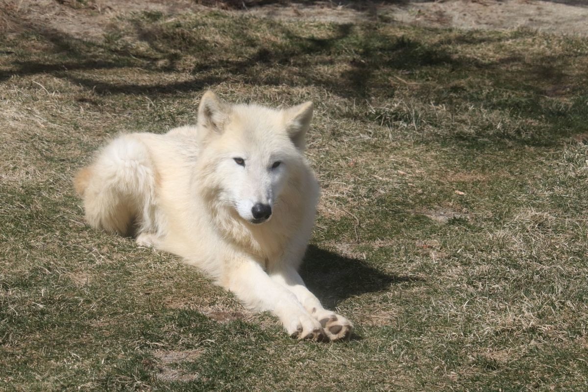 ホッキョクオオカミ、別名ホワイトウルフは夏毛も白い…那須どうぶつ 