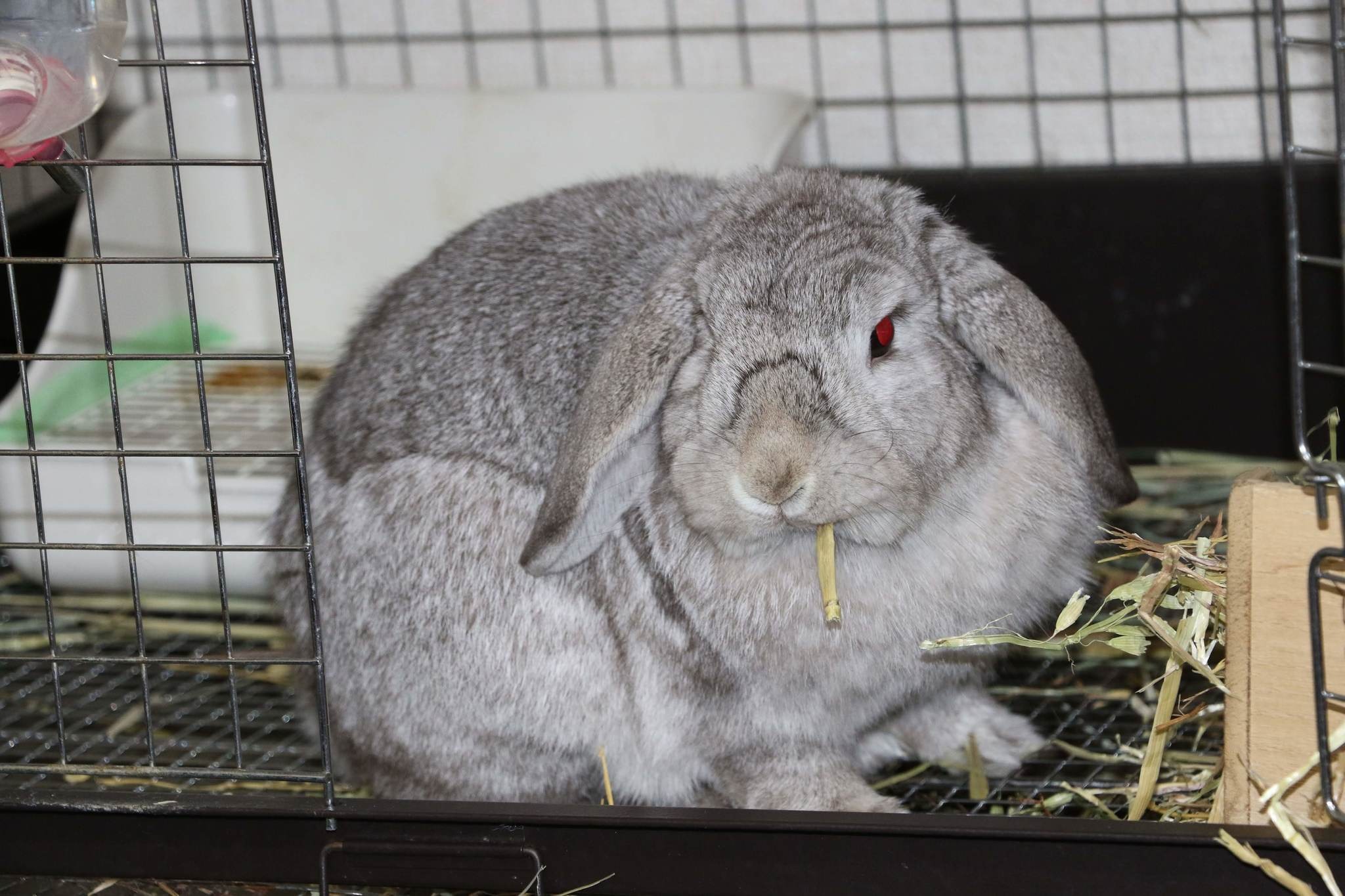 ズボラ女子とわがままウサギ Vol 9 ニンジンはダメ ウサギに与える食べ物の重要性 動物のリアルを伝えるwebメディア Reanimal