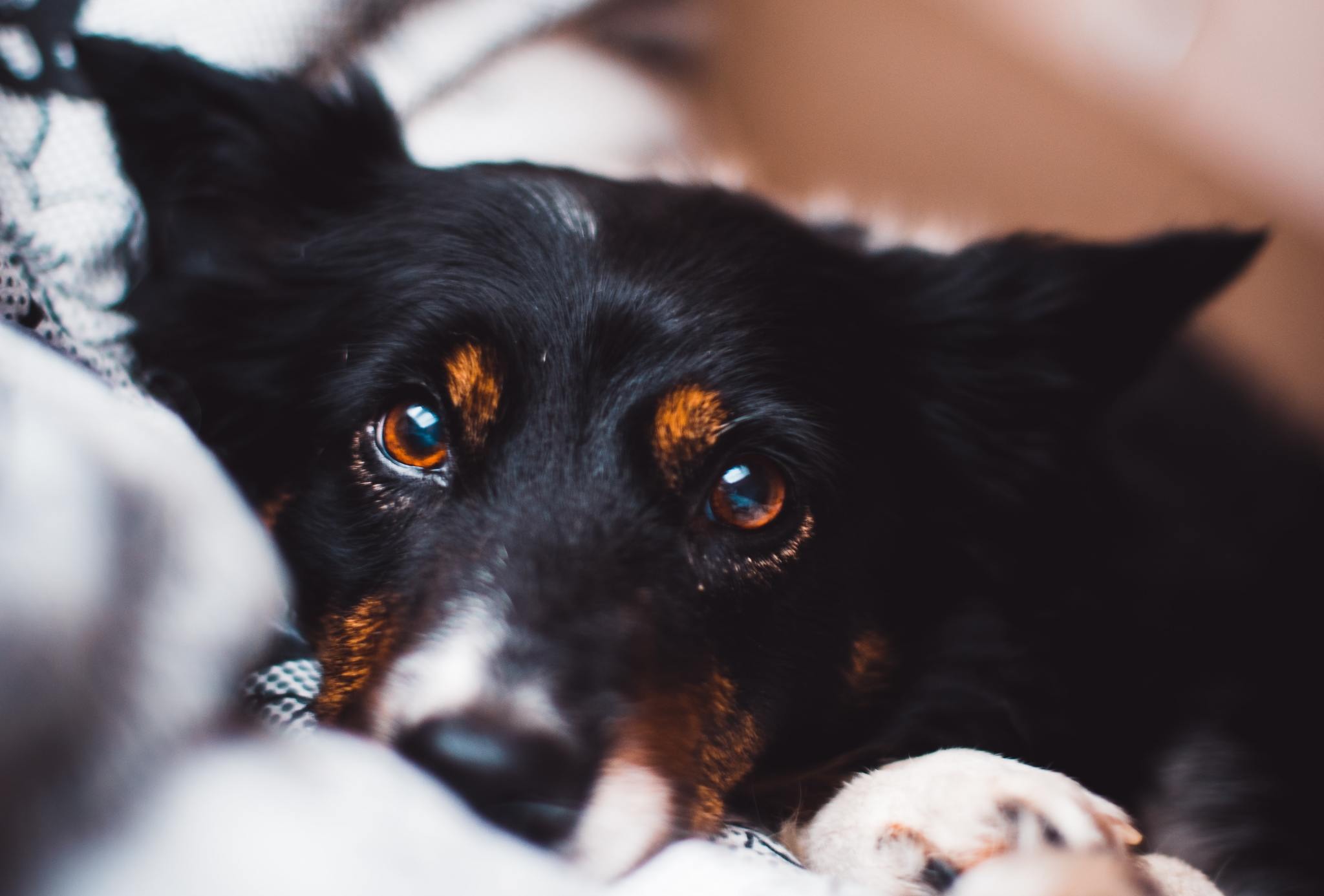 犬がなりやすい病気 角膜潰瘍編 対処が遅れると角膜に穴が開く可能性も 動物のリアルを伝えるwebメディア Reanimal