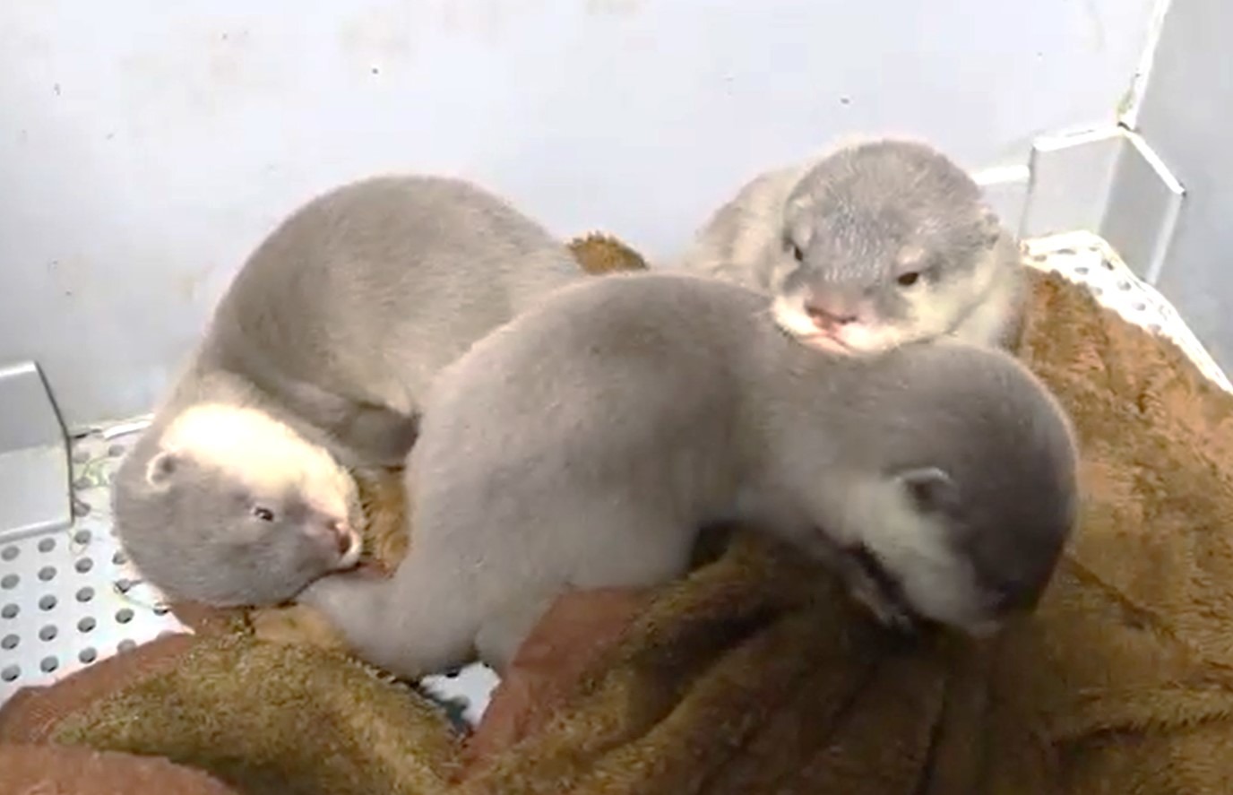 サンシャイン水族館 コツメカワウソの赤ちゃんの名前を募集 5月5日まで 動物のリアルを伝えるwebメディア Reanimal サンシャイン水族館 コツメカワウソの赤ちゃんの名前を募集 5月5日まで 動物のリアルを伝えるwebメディア Reanimal