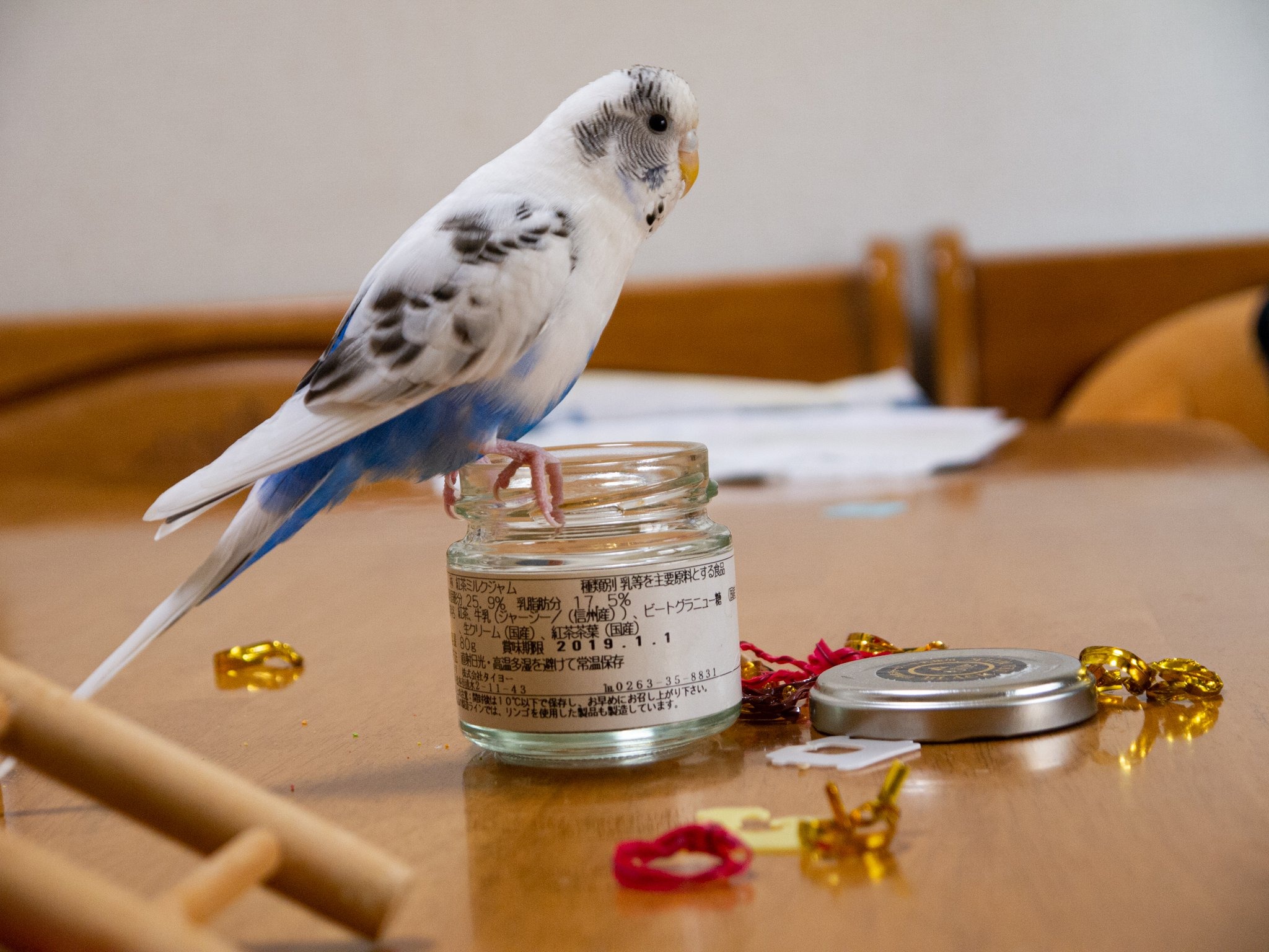 セキセイインコと暮らす日々 小さな命 だからこそ気をつけるべきこと 動物のリアルを伝えるwebメディア Reanimal