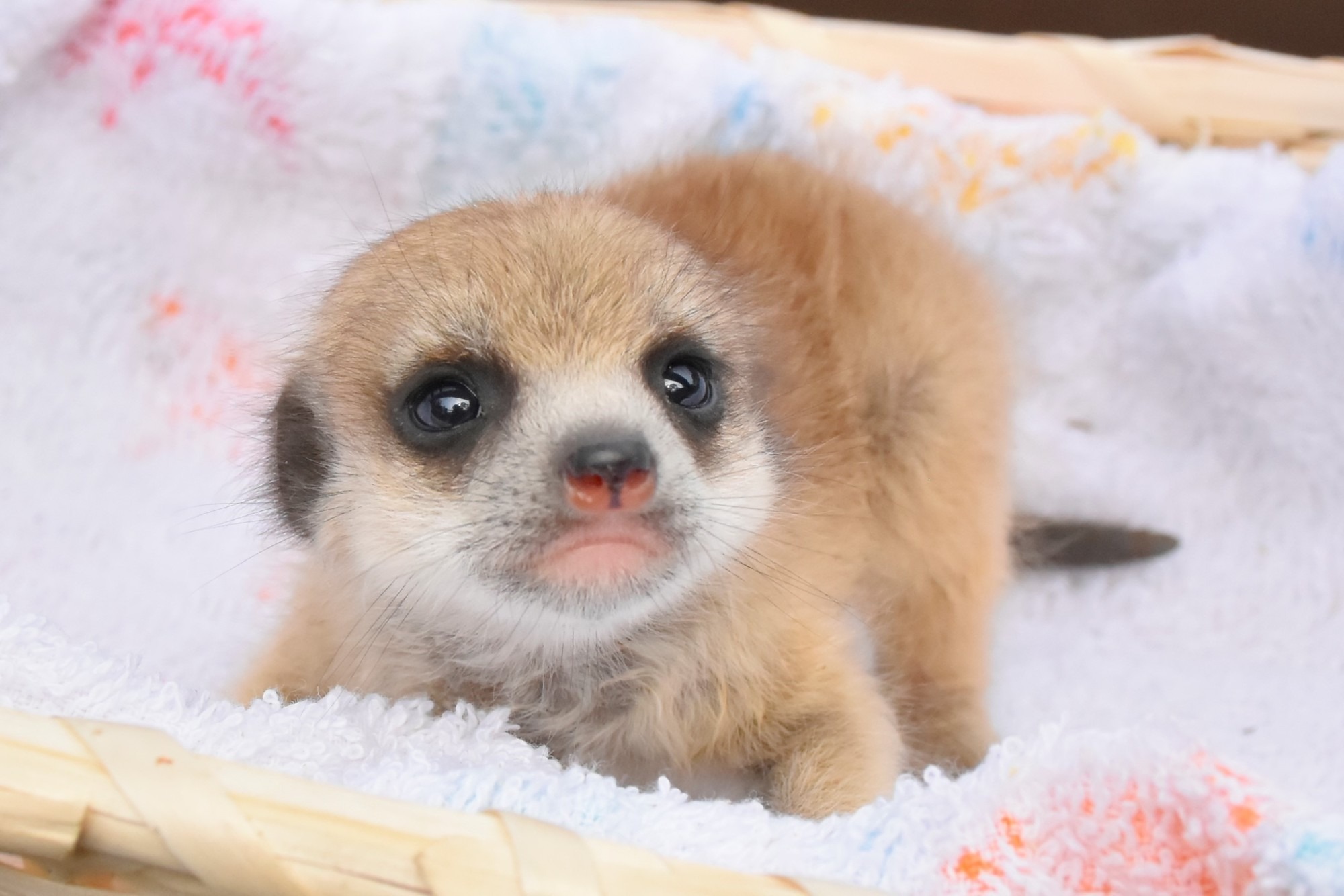 伊豆シャボテン動物公園 ミーアキャットやワオキツネザルなど赤ちゃんが続々誕生 動物のリアルを伝えるwebメディア Reanimal