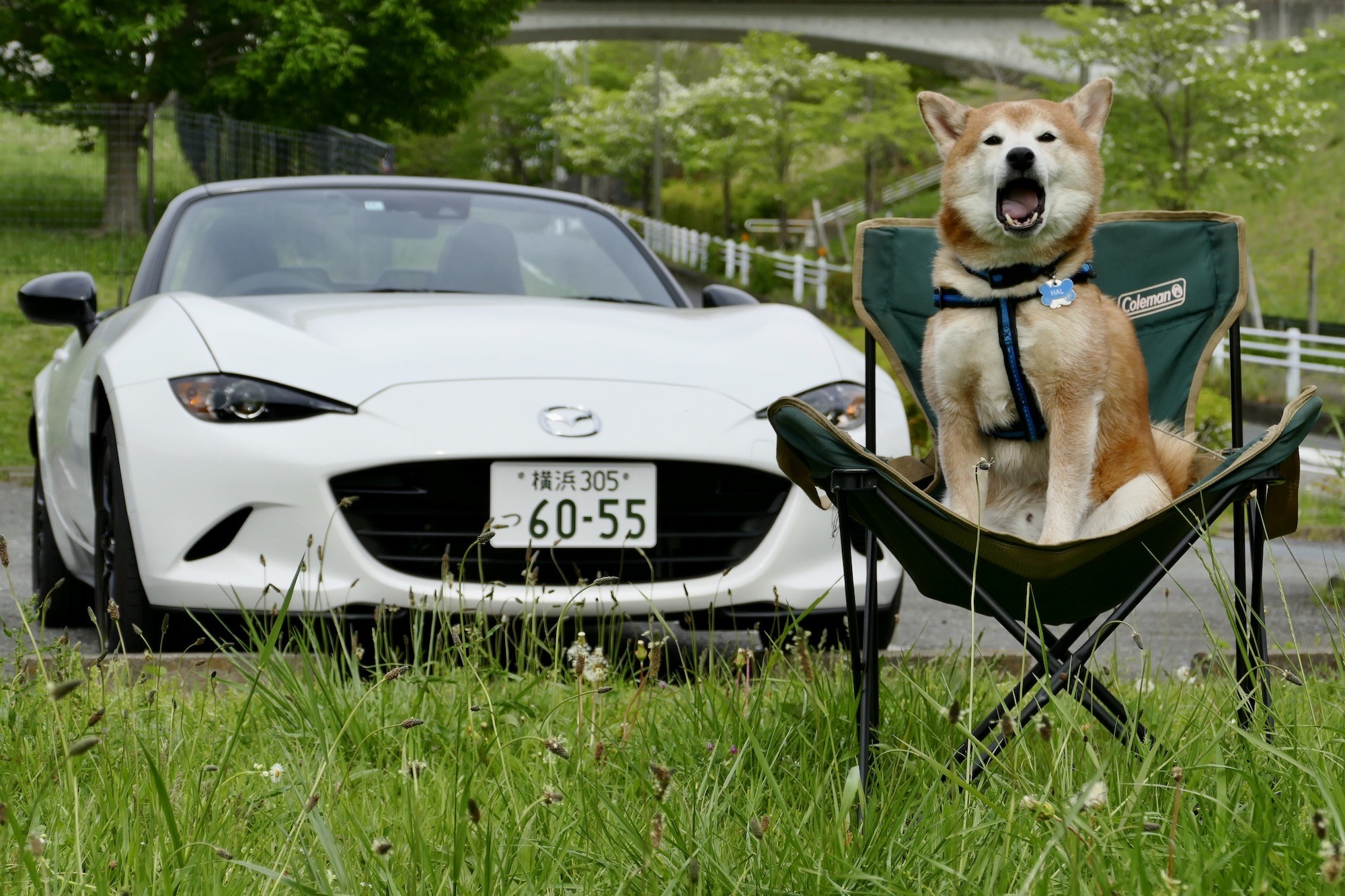 柴犬ハルの気になるクルマ マツダ ロードスター に乗ってチェアリング体験をしてみた 動物のリアルを伝えるwebメディア Reanimal 柴犬ハルの気になるクルマ マツダ ロードスター に乗ってチェアリング体験をしてみた 動物のリアルを伝えるwebメディア Reanimal