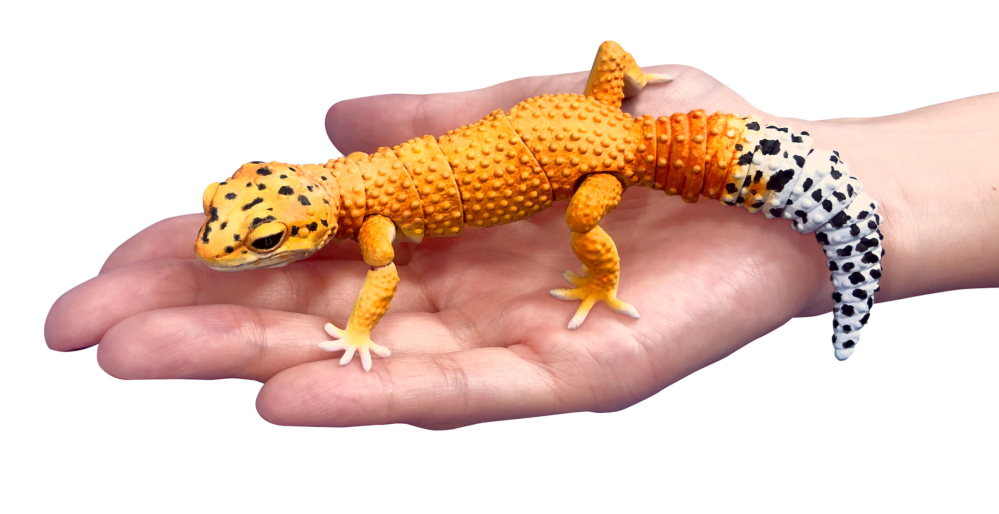 ガシャポン いきもの大図鑑シリーズ に いもむし ヒョウモントカゲモドキ が登場 動物のリアルを伝えるwebメディア Reanimal