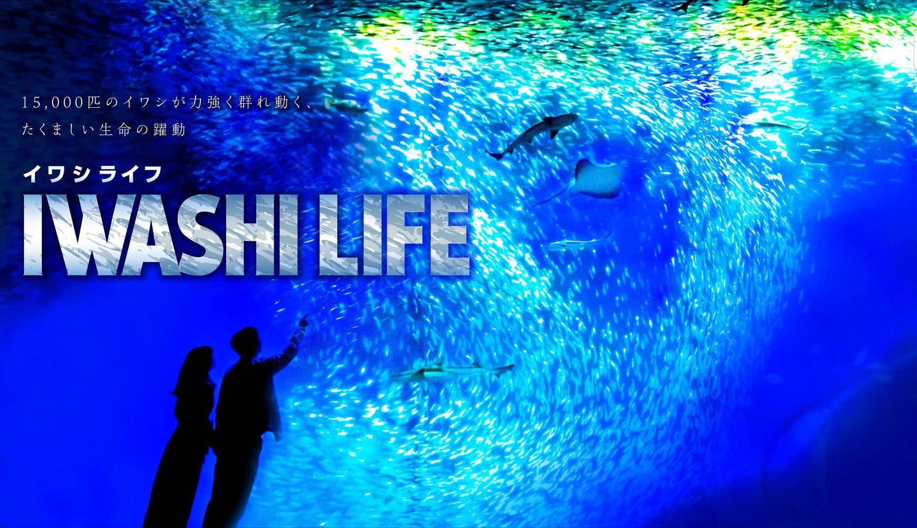 アクアワールド茨城県大洗水族館 約1万5000匹のイワシが力強く群れ動く Iwashi Life を開催 開催延期 動物のリアルを伝えるwebメディア Reanimal