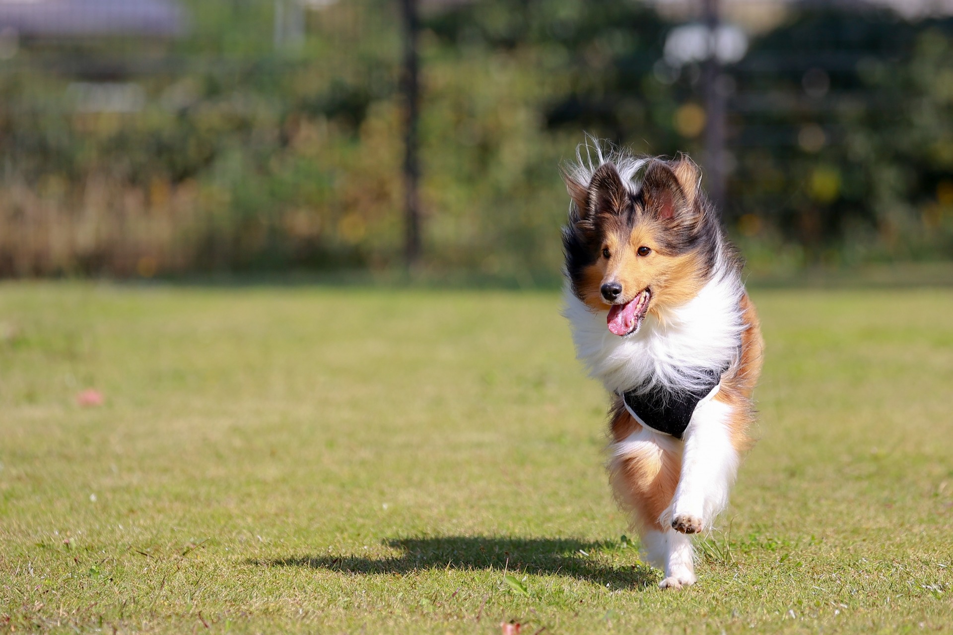 プライベートドッグラン付グランピング施設 Glamp Dog伊勢賢島 オープン 7月 動物のリアルを伝えるwebメディア Reanimal