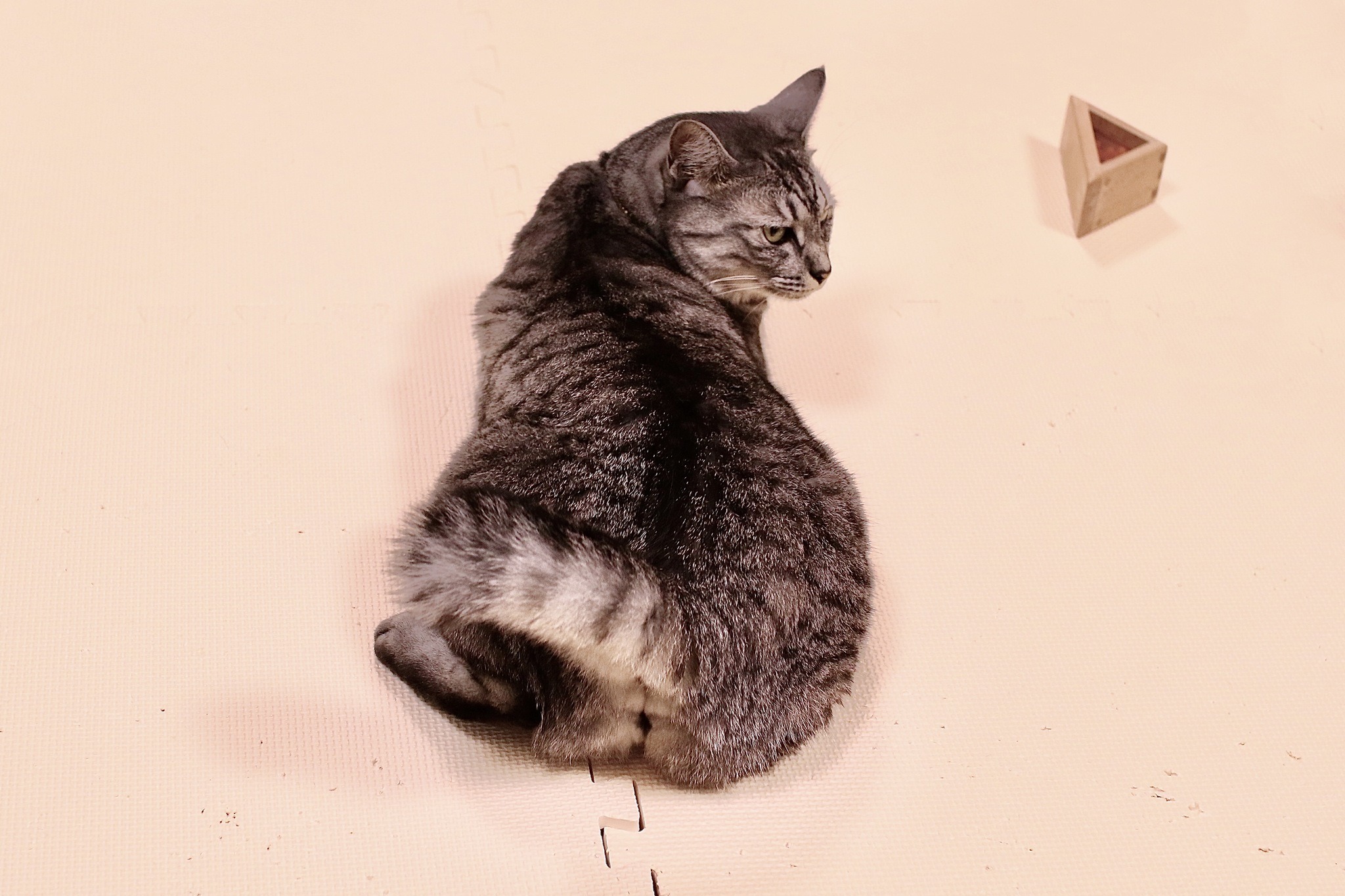 赤ちゃんと猫 Vol 15 こんなことになるとは 部屋にジョイントマットを敷いてみた 動物のリアルを伝えるwebメディア Reanimal