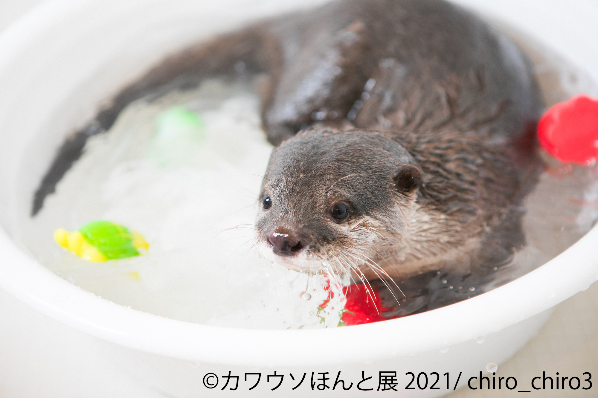 カワウソの合同写真展 物販展 カワウソほんと展 21 3年ぶりに東京にて開催 5月28日 6月日 動物のリアルを伝えるwebメディア Reanimal