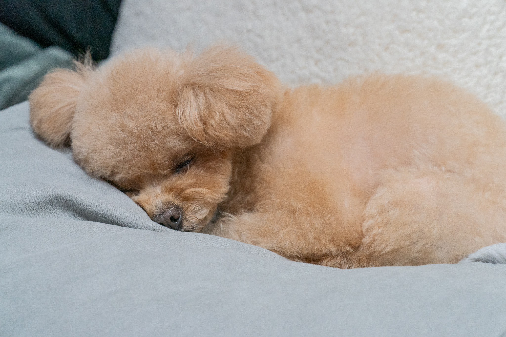 小型犬と暮らすといくらぐらいかかるの トリミングによって大きく変わる 動物のリアルを伝えるwebメディア Reanimal