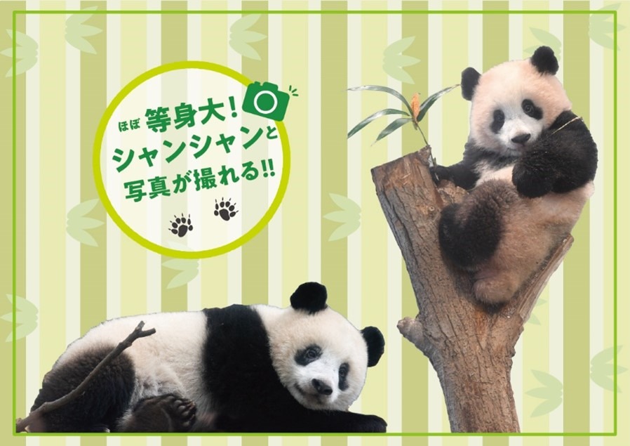 上野動物園　パンダ　シール　上野松坂屋　ノベルティ