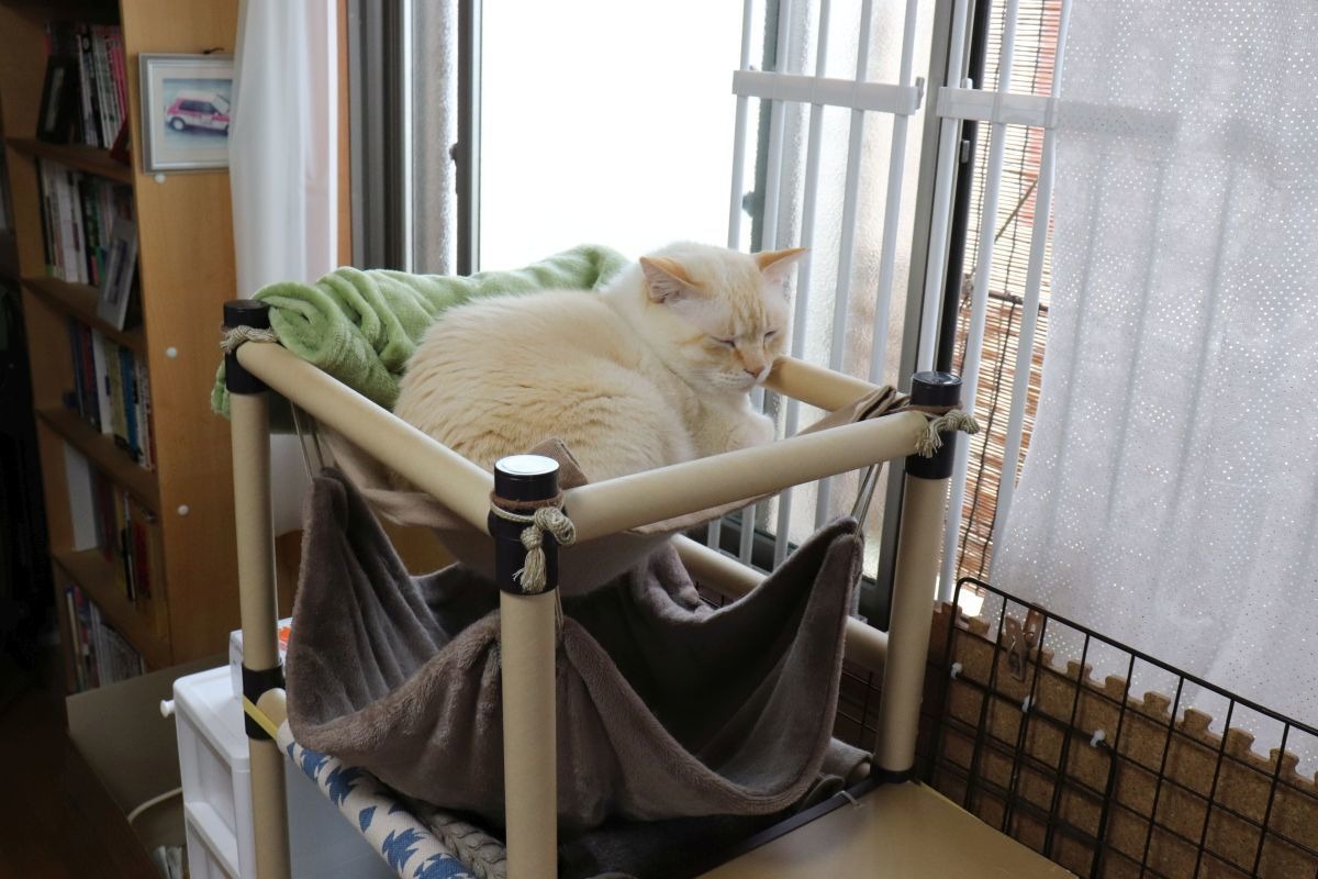 100円ショップグッズで3ウェイラック キャットタワー 用品棚 寝床 ねこdiy 動物のリアルを伝えるwebメディア Reanimal 100円ショップグッズで3ウェイラック キャットタワー 用品棚 寝床 ねこdiy 動物のリアルを伝えるwebメディア Reanimal