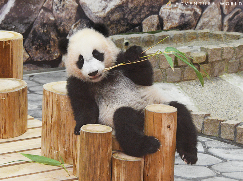 15812.jpg?zoom=spacing