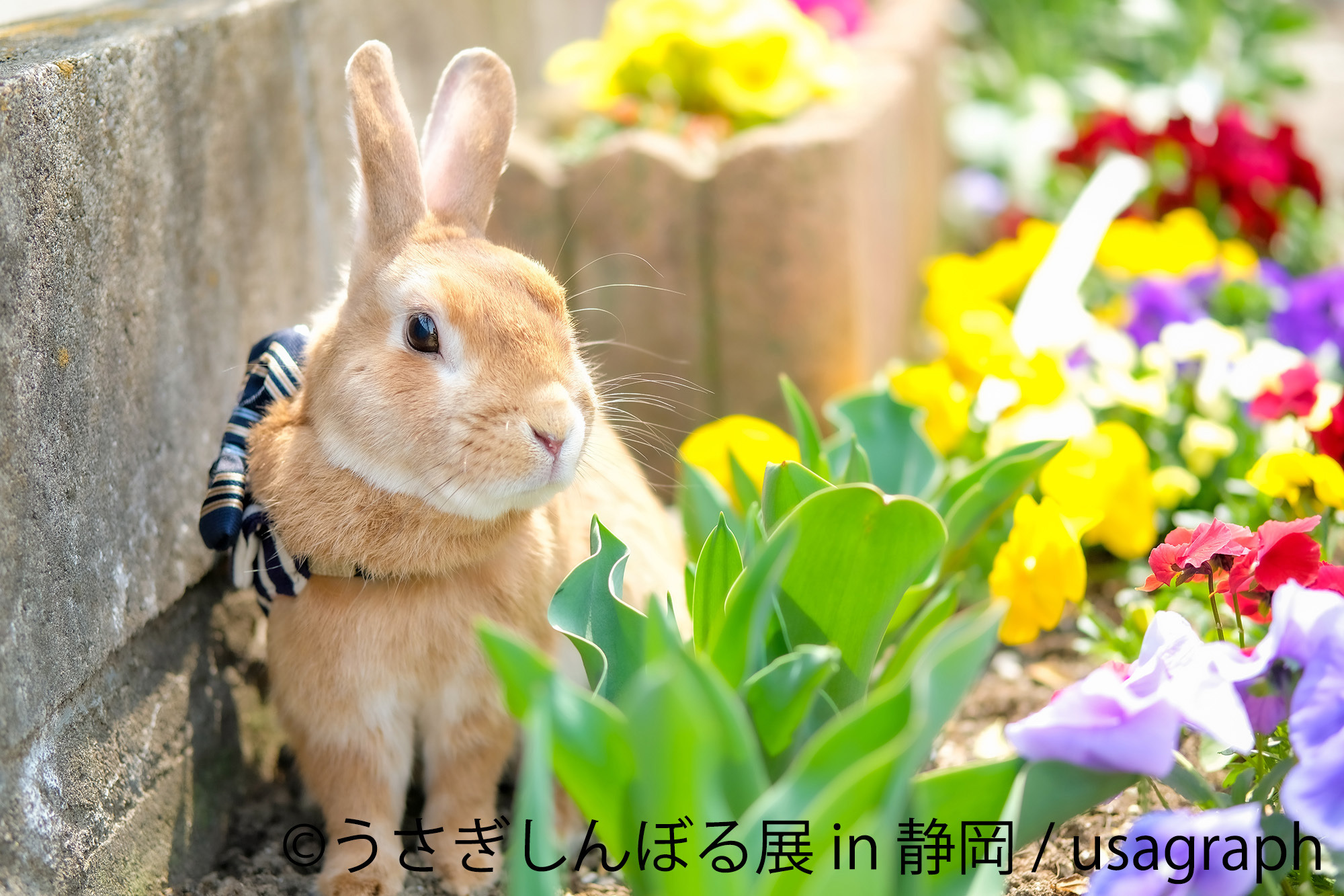 うさぎしんぼる展 ねこ休み展 静岡パルコで期間限定開催 6月 7月 動物のリアルを伝えるwebメディア Reanimal うさぎしんぼる展 ねこ休み展 静岡パルコで期間限定開催 6月 7月 動物のリアルを伝えるwebメディア Reanimal