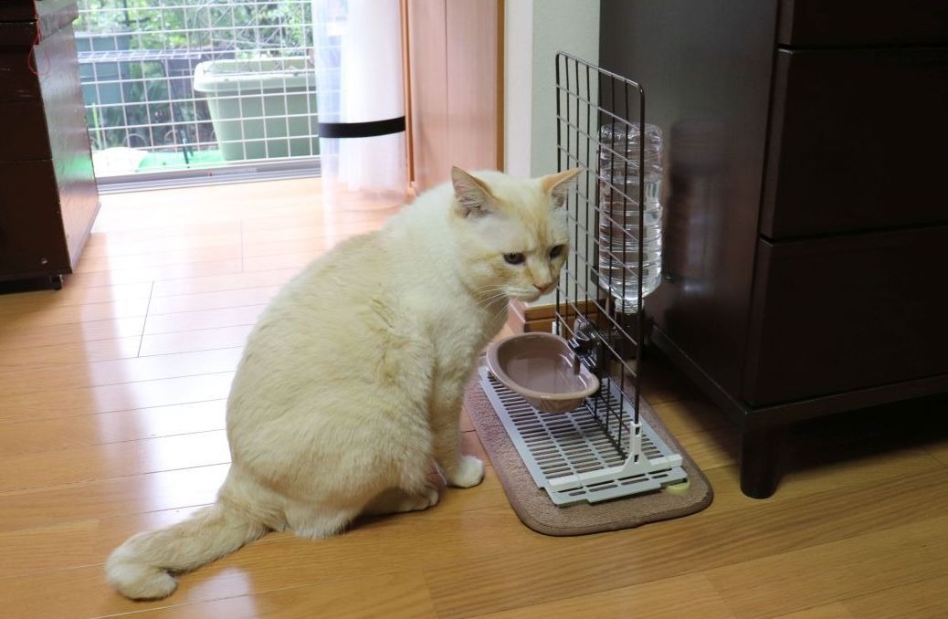 いつでも新鮮な水を 100円ショップのグッズで水飲み場づくり ねこdiy 動物のリアルを伝えるwebメディア Reanimal