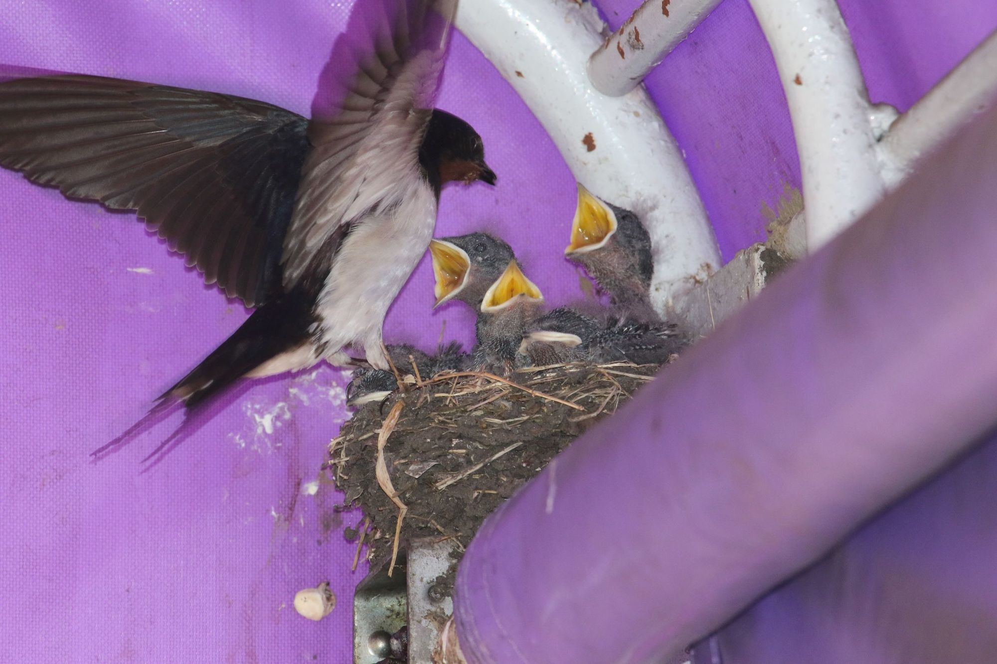 日本野鳥の会 ツバメの子育て状況調査 を実施 都市化と人口減がツバメの子育てに影響 動物のリアルを伝えるwebメディア Reanimal