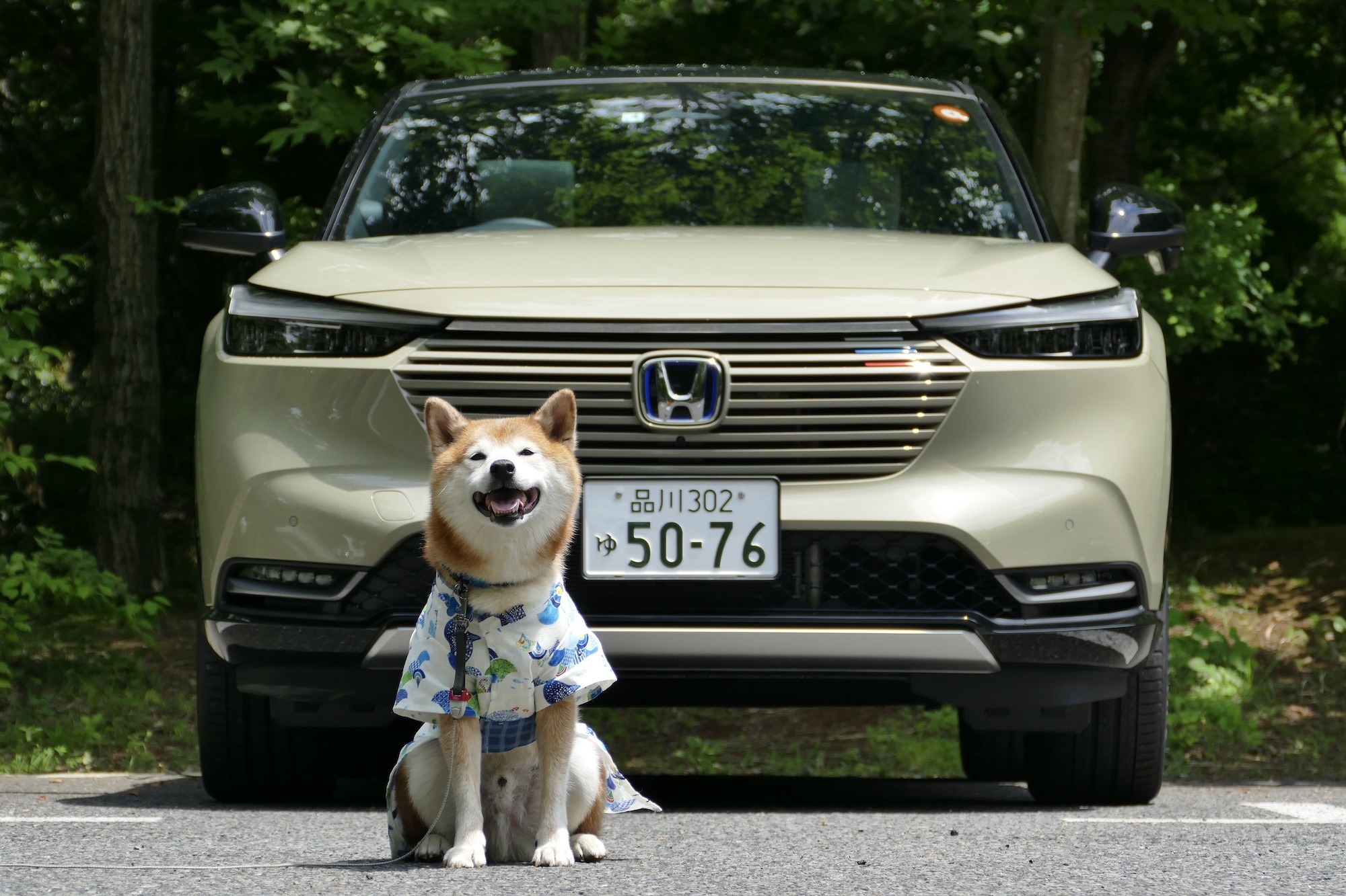 柴犬ハルの気になるクルマ 新型 ホンダ ヴェゼル とハルの夏支度 動物のリアルを伝えるwebメディア Reanimal