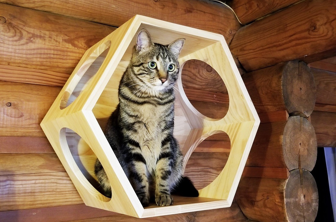 軽井沢プリンスホテル イーストに猫と宿泊できる キャットコテージ が登場 動物のリアルを伝えるwebメディア Reanimal 軽井沢プリンスホテル イーストに猫と宿泊できる キャットコテージ が登場 動物のリアルを伝えるwebメディア Reanimal