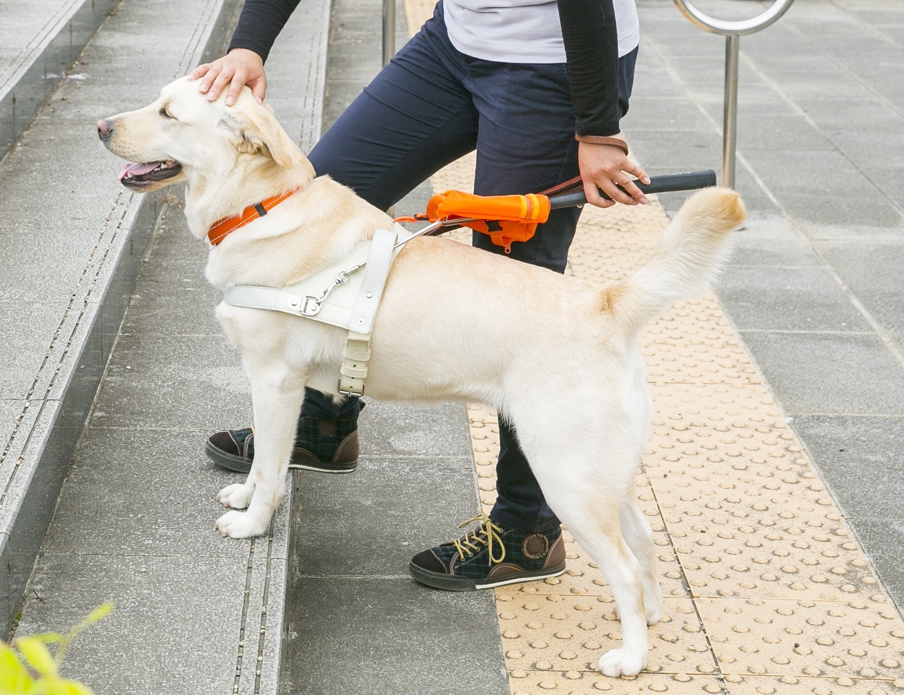 働く犬たち 盲導犬編 Vol 1 どんな仕事をしている 性格は犬によって様々 インタビュー 動物のリアルを伝えるwebメディア Reanimal