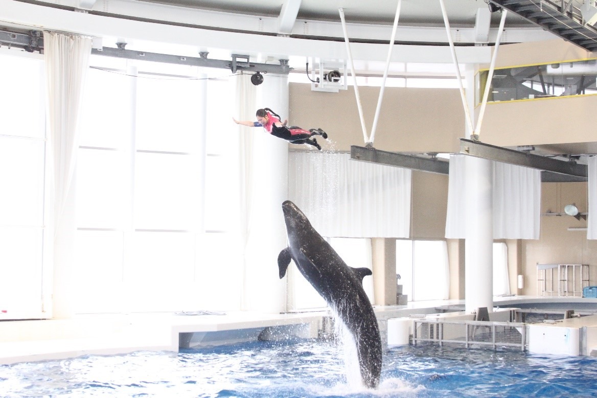 アクアワールド大洗水族館☆イルカラブ☆記念メダル☆茶平工業