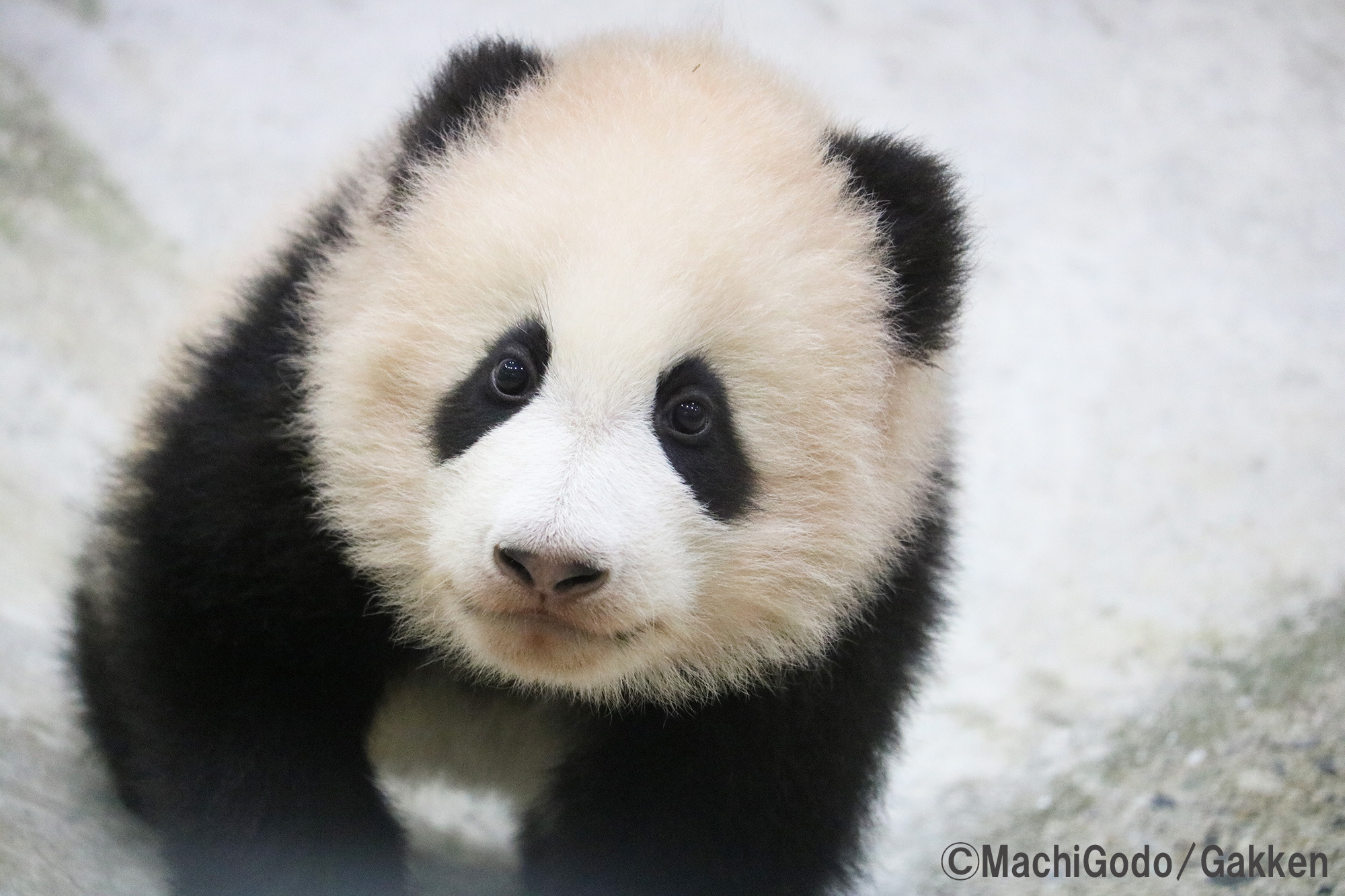 くましゃん、落花生人(毛はえちゃった)、へびしゃんぽしぇっと ジャイアントパンダ（楓浜）】そしてまた‥ 始まった（415日齢