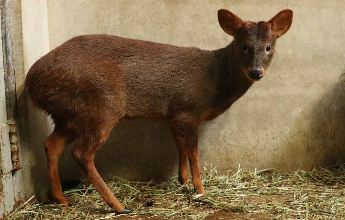 アフリカ 隕石◇鑑別書付き◇皇帝神獣饕餮◇ギベオン◇風水