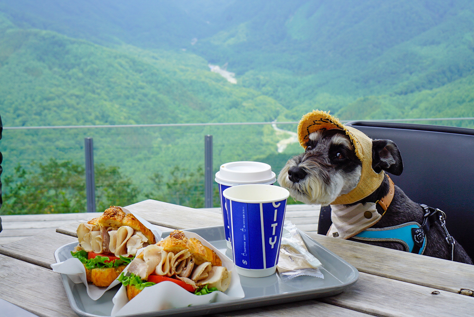 山頂エリアを愛犬と貸し切り コートヤード バイ マリオット白馬が新宿泊プラン 紅葉シーズン日数限定 動物のリアルを伝えるwebメディア Reanimal