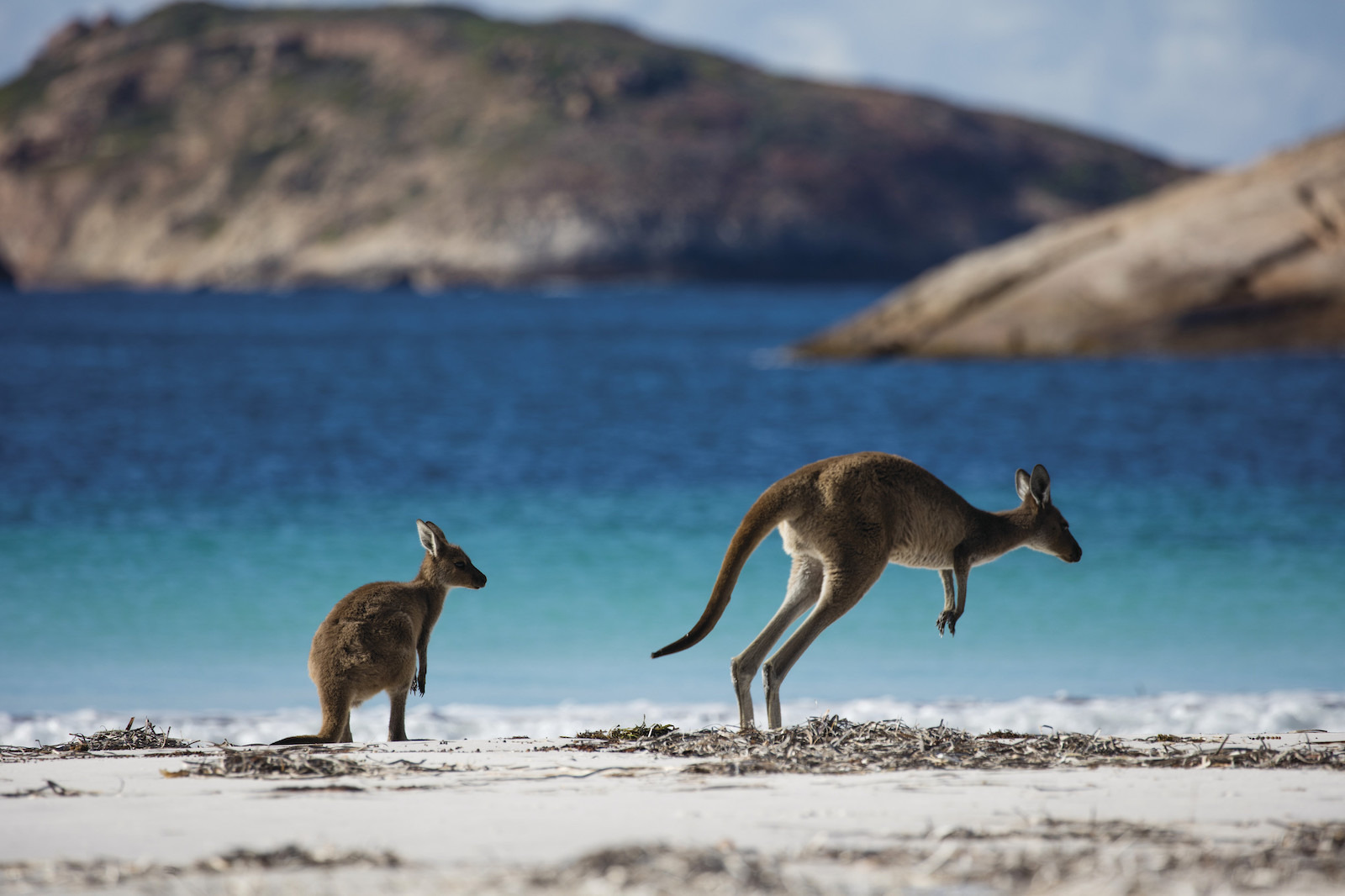 カンガルーやジンベイザメ 西オーストラリアの絶景スポットや生き物たちの情報をsnsで配信 動物のリアルを伝えるwebメディア Reanimal