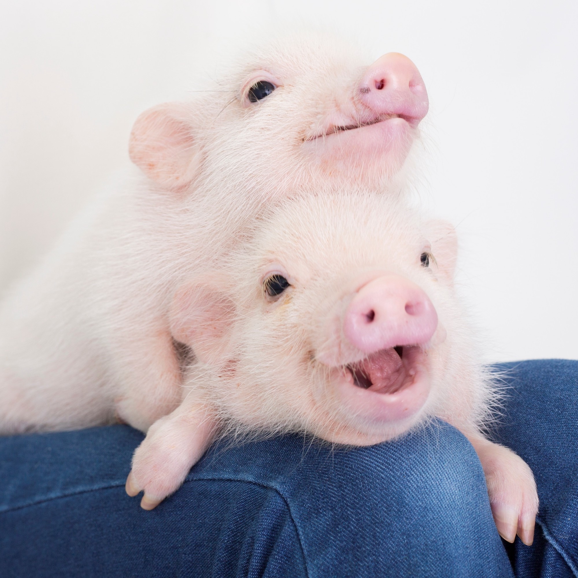 ぬいぐるみセット フライドポテトのクマ 白い犬 豚 ぬいぐるみセット フライドポテトのクマ 白い犬 豚 - メルカリ