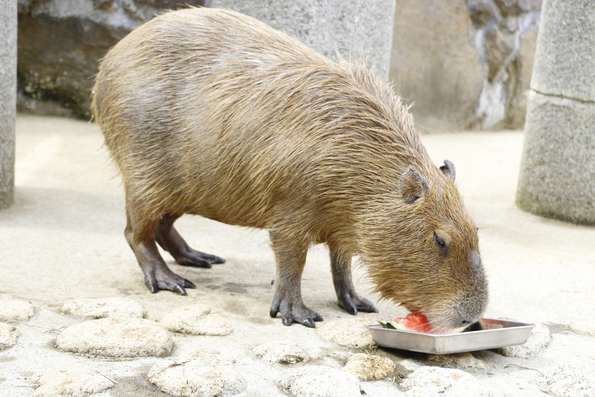 伊豆シャボテン動物公園など5園コラボ企画 カピリンピック カピバラのスイカ早食い競争 21 開催 8月5日 動物のリアルを伝えるwebメディア Reanimal