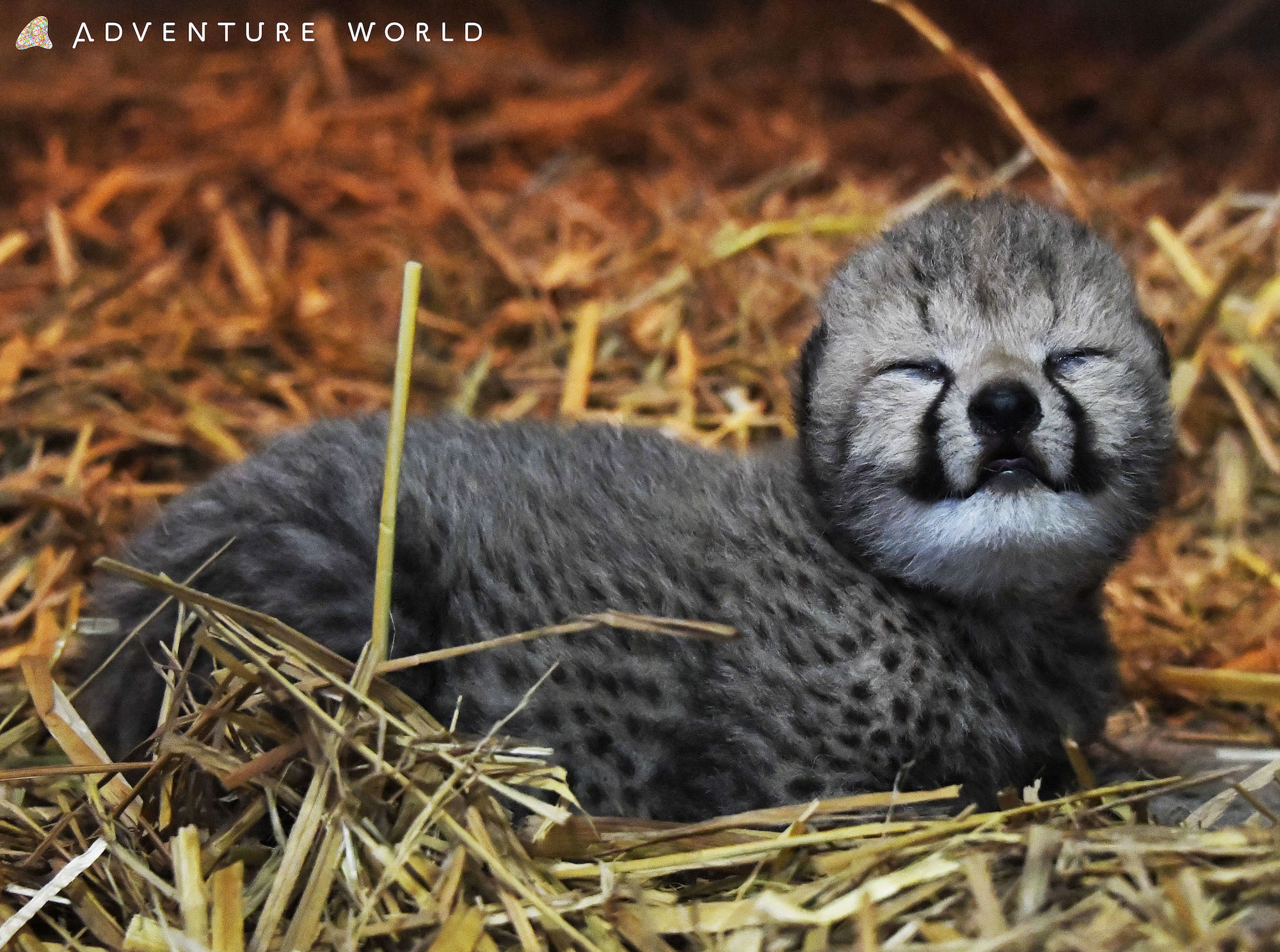 アドベンチャーワールドでチーターの赤ちゃんが誕生…15年振り | 動物の
