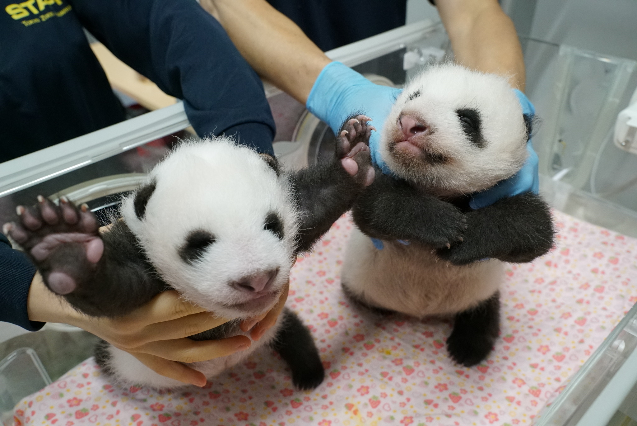 うっすら目が開いた双子のパンダ 誕生から50日 名前募集は8月20日まで 上野動物園 動物のリアルを伝えるwebメディア Reanimal