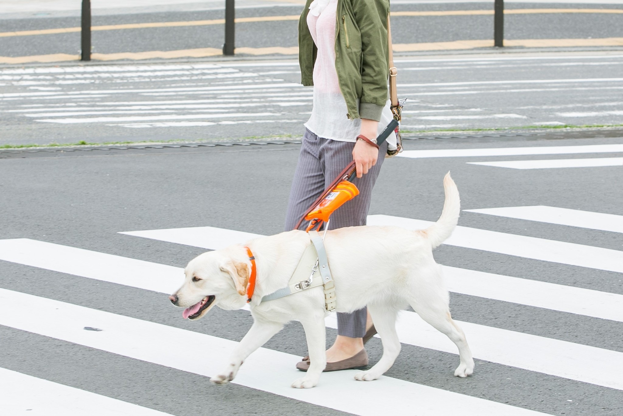日本盲導犬協会が夏休みの自由研究をサポート Youtubeで動画公開 8月27日18時まで 動物のリアルを伝えるwebメディア Reanimal