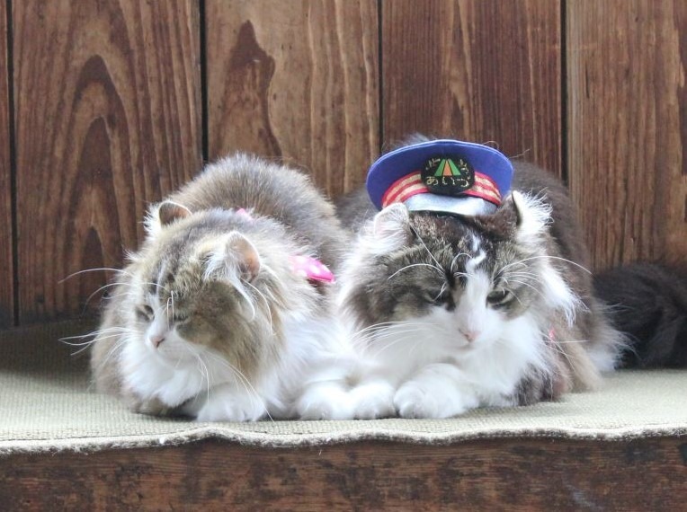 猫旅バラエティ番組 猫大好き芸能人集結 東北ニャンだらけツアー 放送 8月28日13時半 動物のリアルを伝えるwebメディア Reanimal