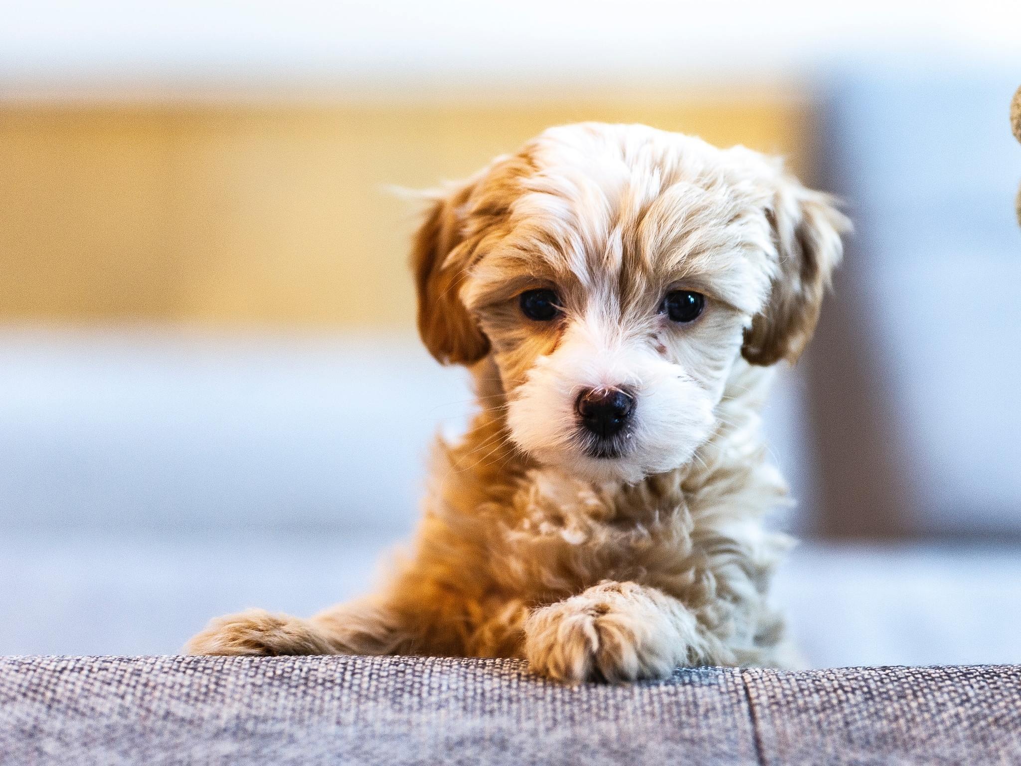 食物アレルギーをもつ犬はワクチン接種に注意 乳成分の カゼイン が副反応の原因に 麻布大らが発表 動物のリアルを伝えるwebメディア Reanimal 食物アレルギーをもつ犬はワクチン接種に注意 乳成分の カゼイン が副反応の原因に 麻布大らが発表 動物のリアルを伝えるwebメディア Reanimal