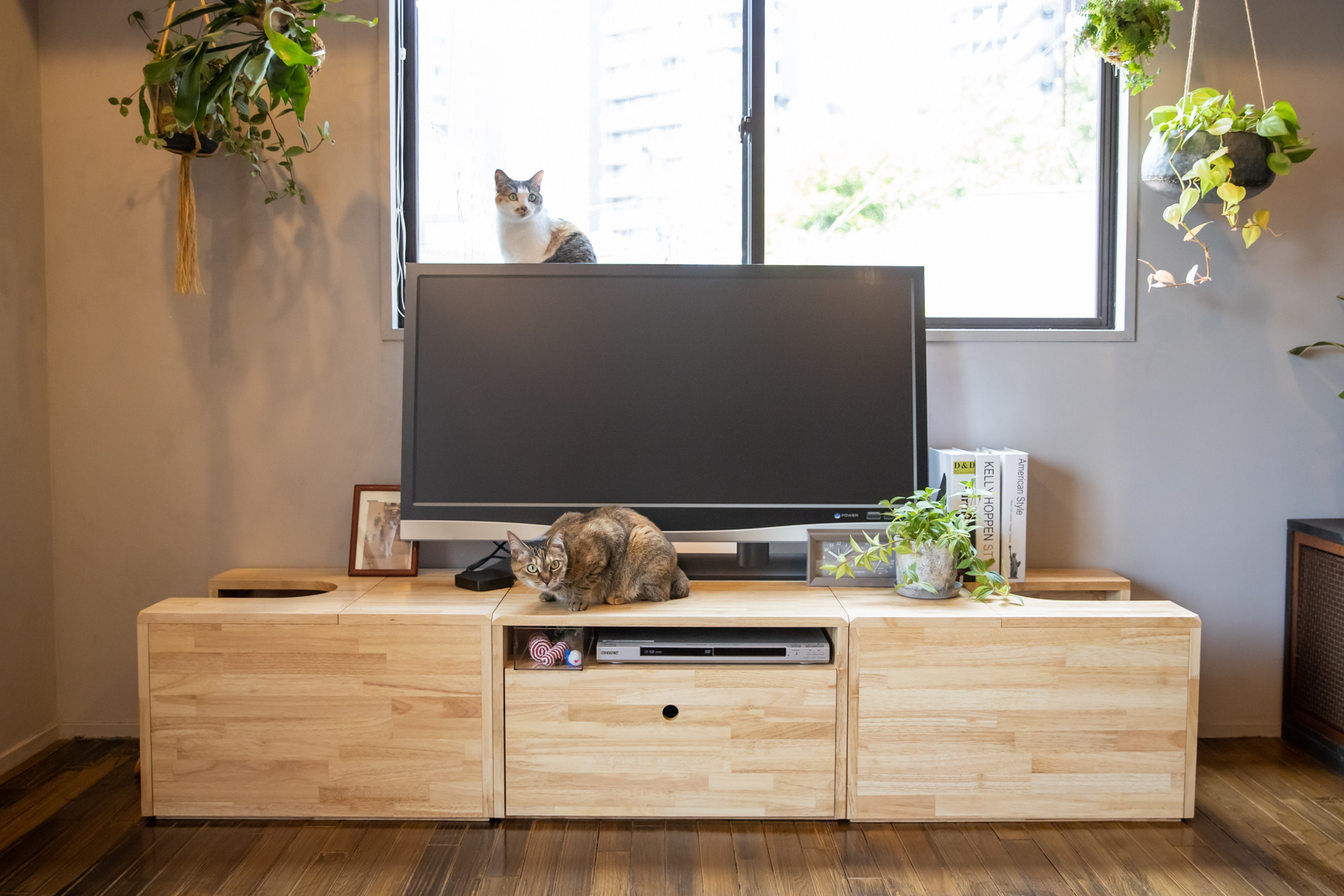 家具ブランド Ny Tvボードにもなる猫トイレカバー を発売 動物のリアルを伝えるwebメディア Reanimal
