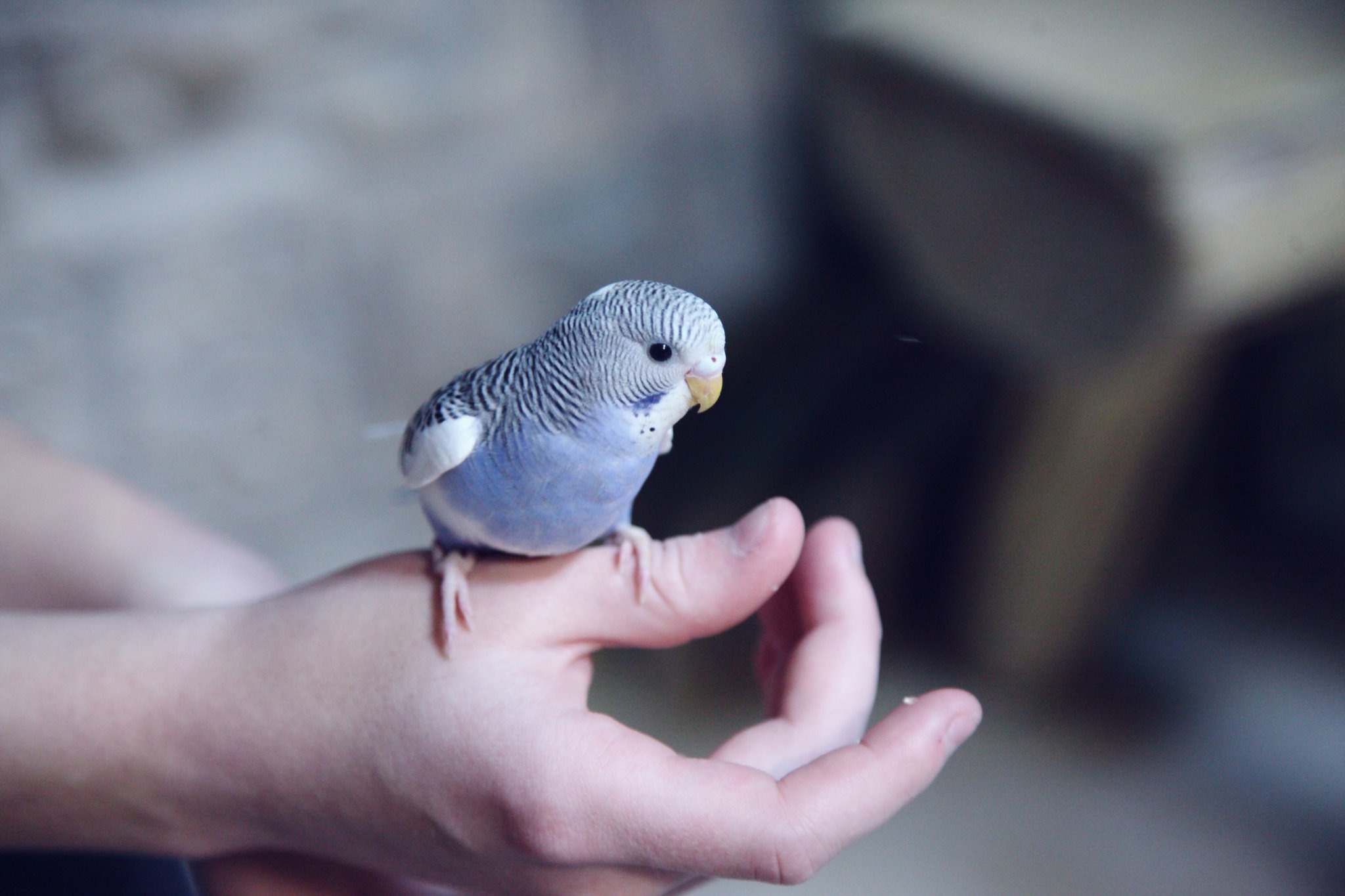 いつもと違う が病気のサイン インコのこんな仕草には注意 動物のリアルを伝えるwebメディア Reanimal