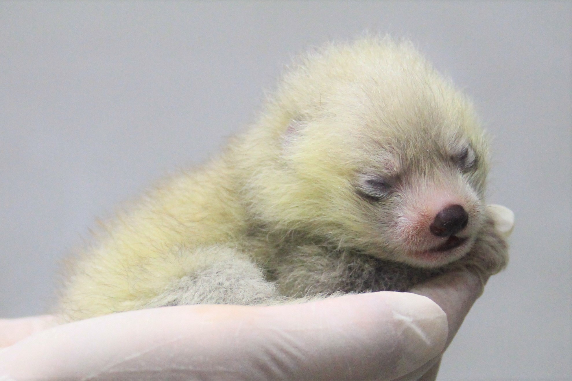 レッサーパンダの赤ちゃんが誕生、一般公開は11月を予定…静岡市立日本
