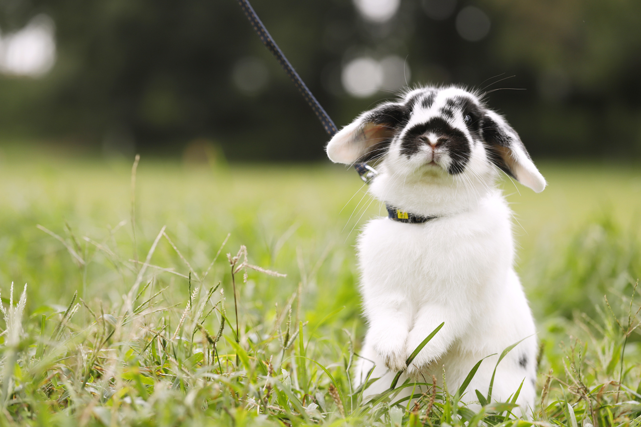 感情表現豊かで日々楽しませてくれる うさぎと映画 ピーターラビット２ バーナバスの誘惑 の魅力 動物のリアルを伝えるwebメディア Reanimal