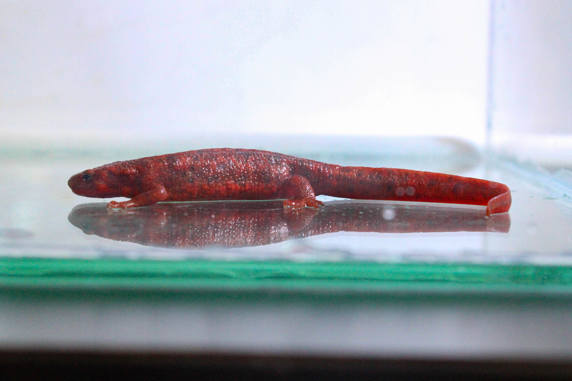 須磨海浜水族園、「全身真っ赤なアカハライモリ」を展示…兵庫県初記録