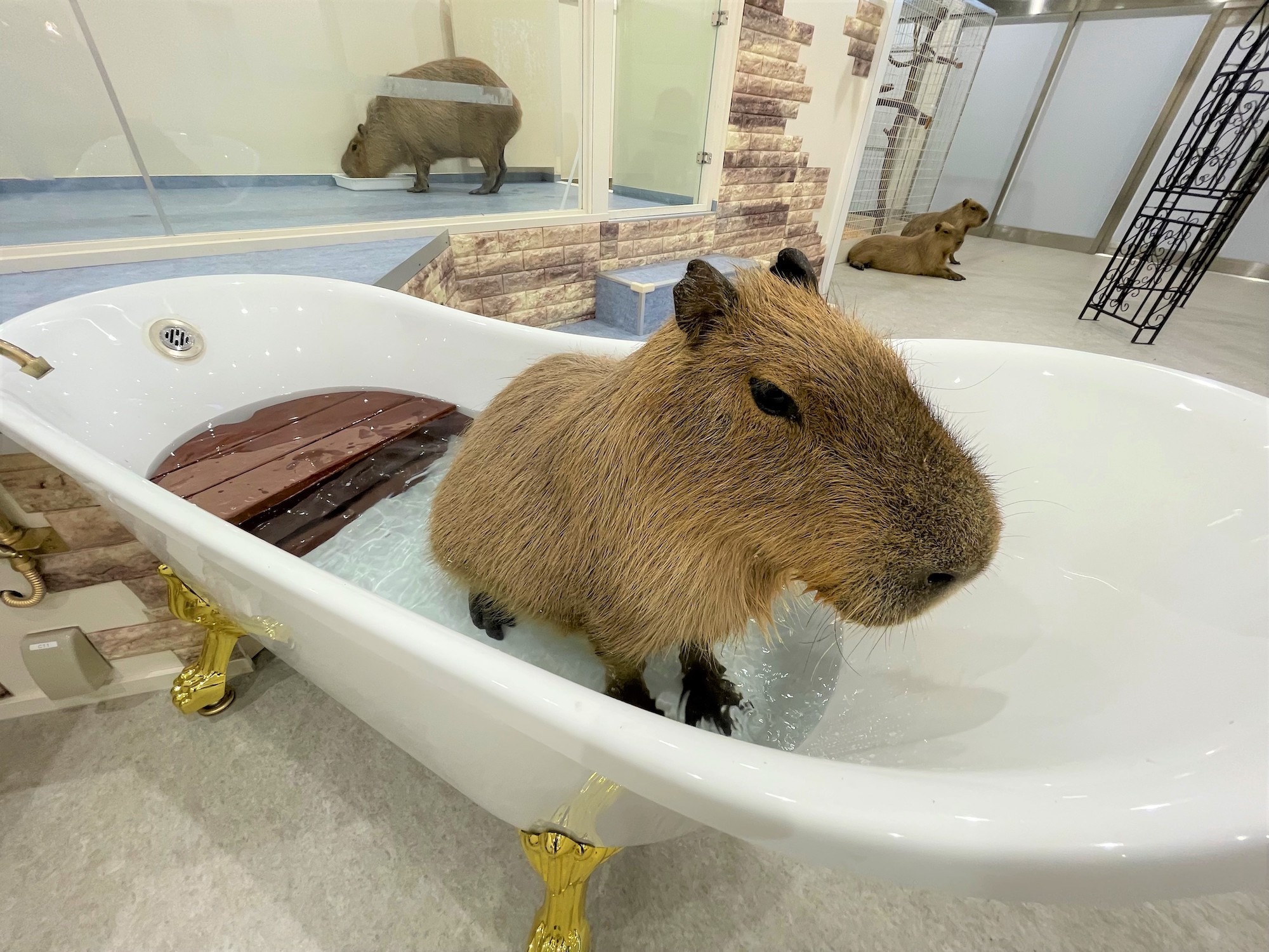 動物ふれあい施設 アニタッチ 横浜ワールドポーターズにオープン 10月14日 動物のリアルを伝えるwebメディア Reanimal 動物ふれあい施設 アニタッチ 横浜ワールドポーターズにオープン 10月14日 動物のリアルを伝えるwebメディア Reanimal