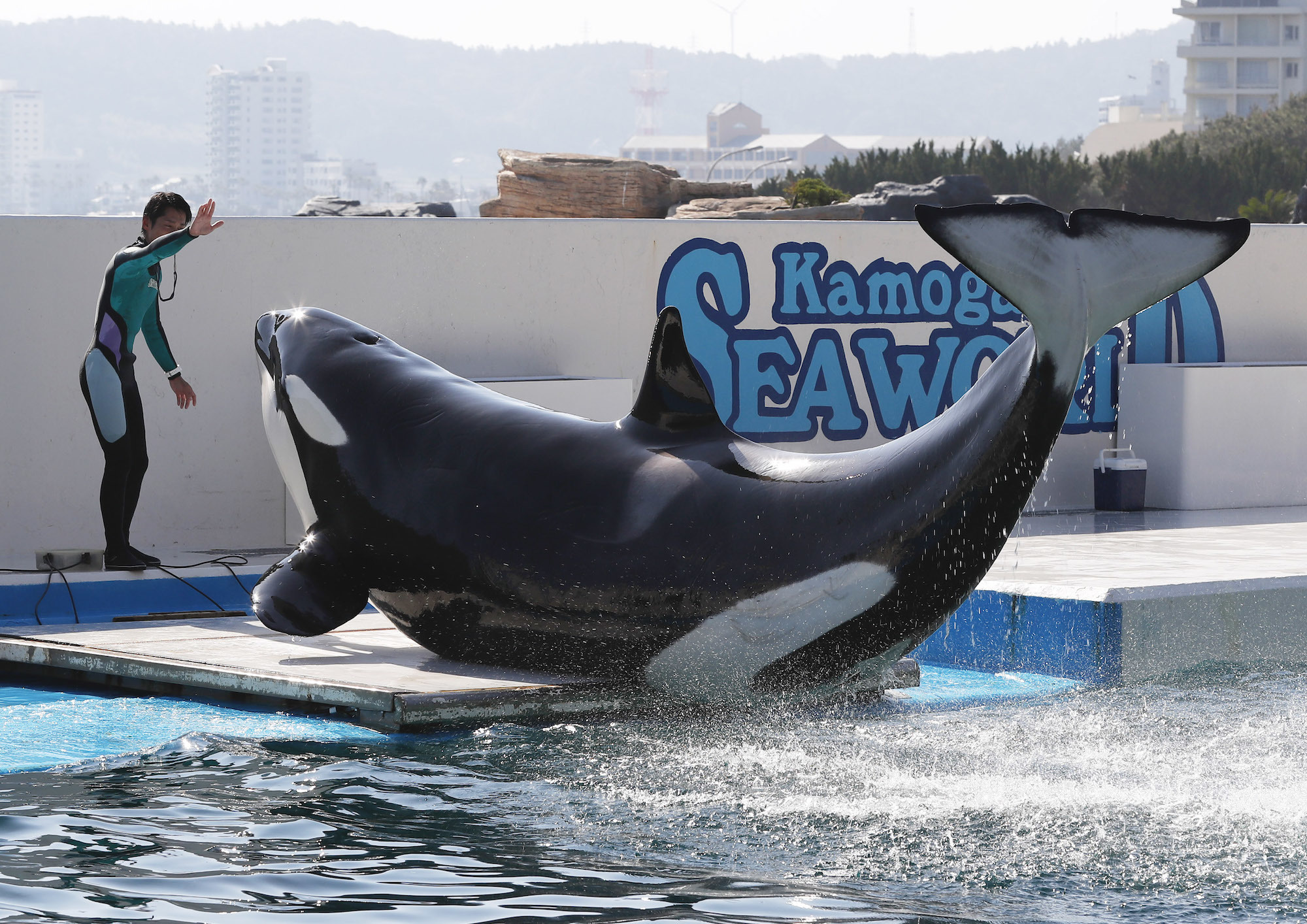 鴨川シーワールド シャチとセイウチの体重測定を公開 11月3日 動物のリアルを伝えるwebメディア Reanimal 鴨川シーワールド シャチとセイウチの体重測定を公開 11月3日 動物のリアルを伝えるwebメディア Reanimal