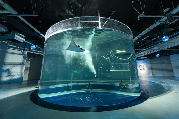 アートとアクアリウムが融合した新たな水族館「アトア」、神戸に