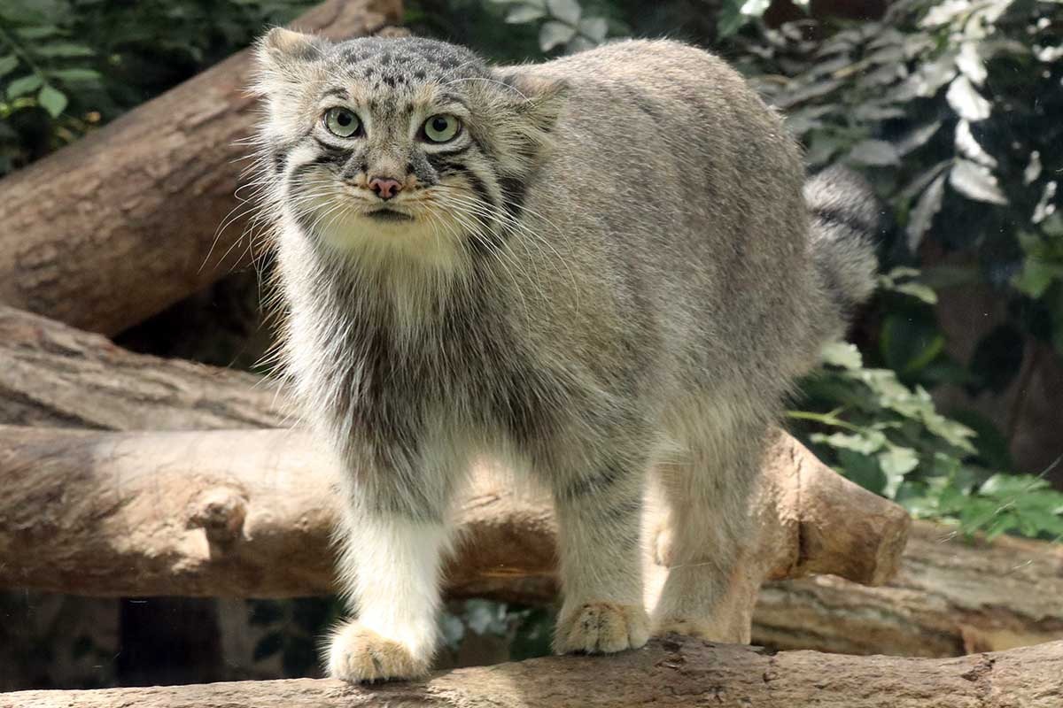 絶滅危惧種マヌルネコの繁殖に向けた新展示場をオープン、11月19日より